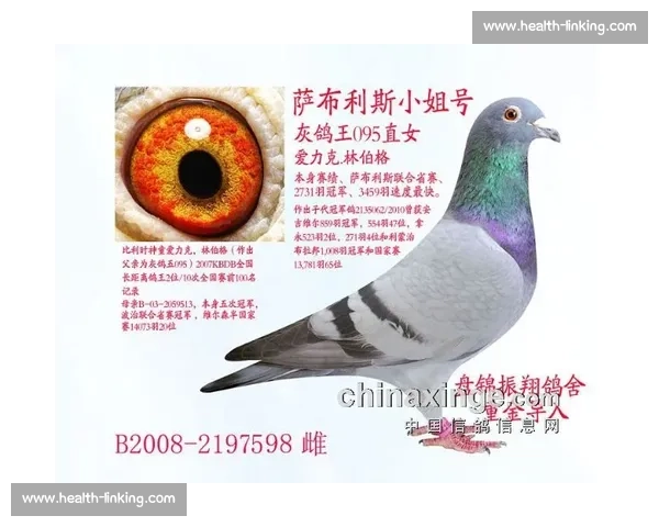 白信鸽比赛背后的竞技魅力与文化传承探析
